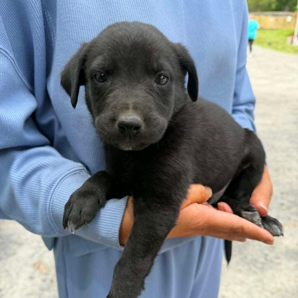 NY Portland (Foster in Stormville NY), Adoptable, Puppy Male Labrador Retriever & Australian Cattle Dog / Blue Heeler.