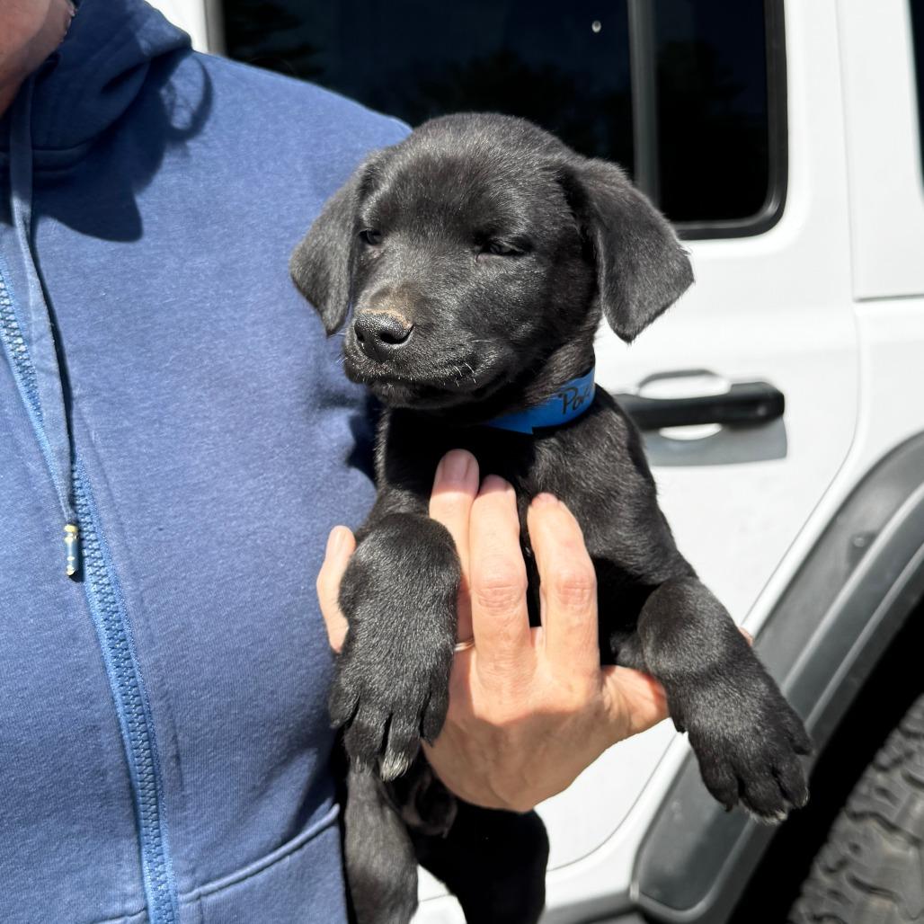 NY Portland (Foster in Stormville NY), a Adoptable mixed breed in Eastford, CT image 2/3