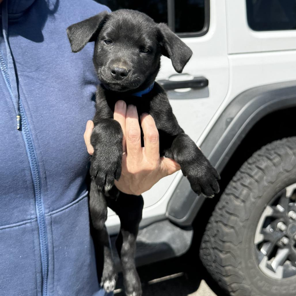 NY Portland (Foster in Stormville NY), a Adoptable mixed breed in Eastford, CT image 3/3