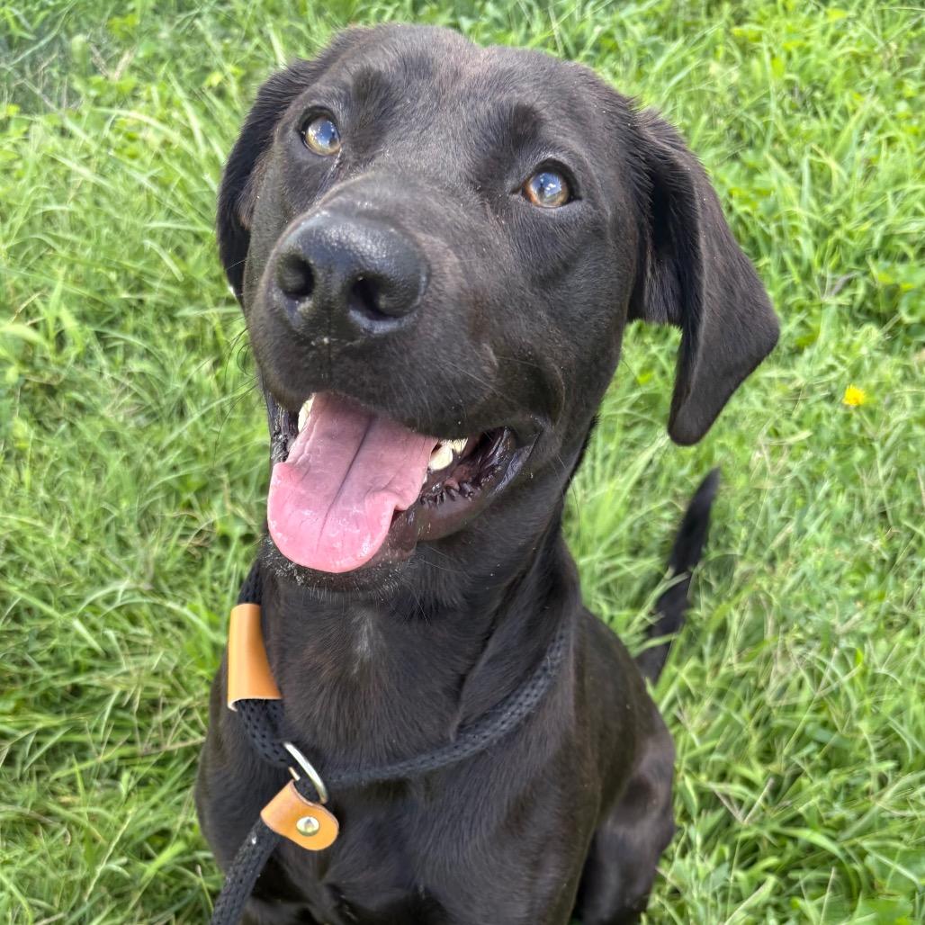 Brady P4P, Adoptable, Adult Male Black Labrador Retriever.
