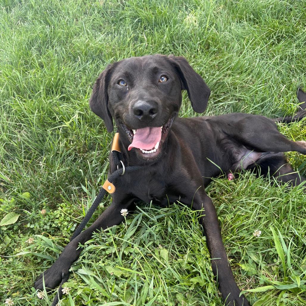Enlarge Brady P4P, a Adoptable Black Labrador Retriever in St Joseph, MO image 2/6