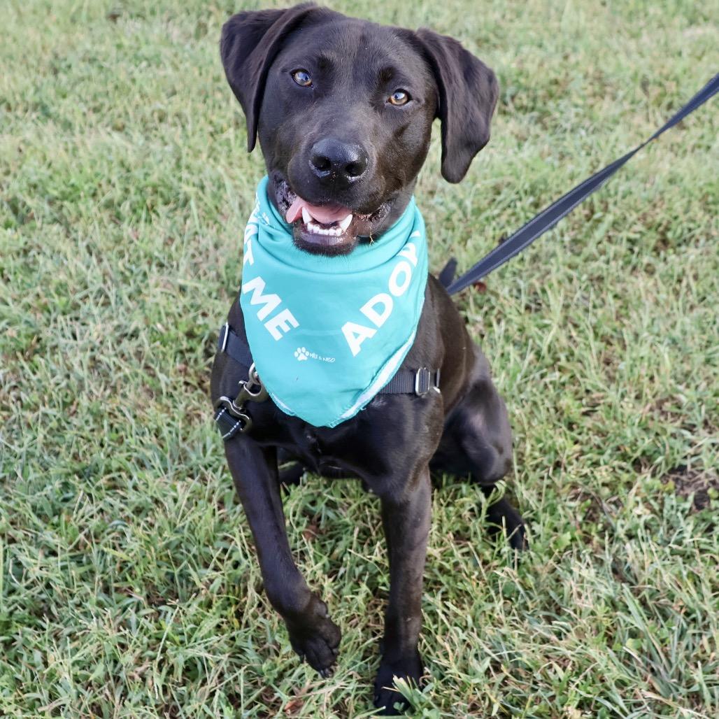 Enlarge Brady P4P, a Adoptable Black Labrador Retriever in St Joseph, MO image 3/6