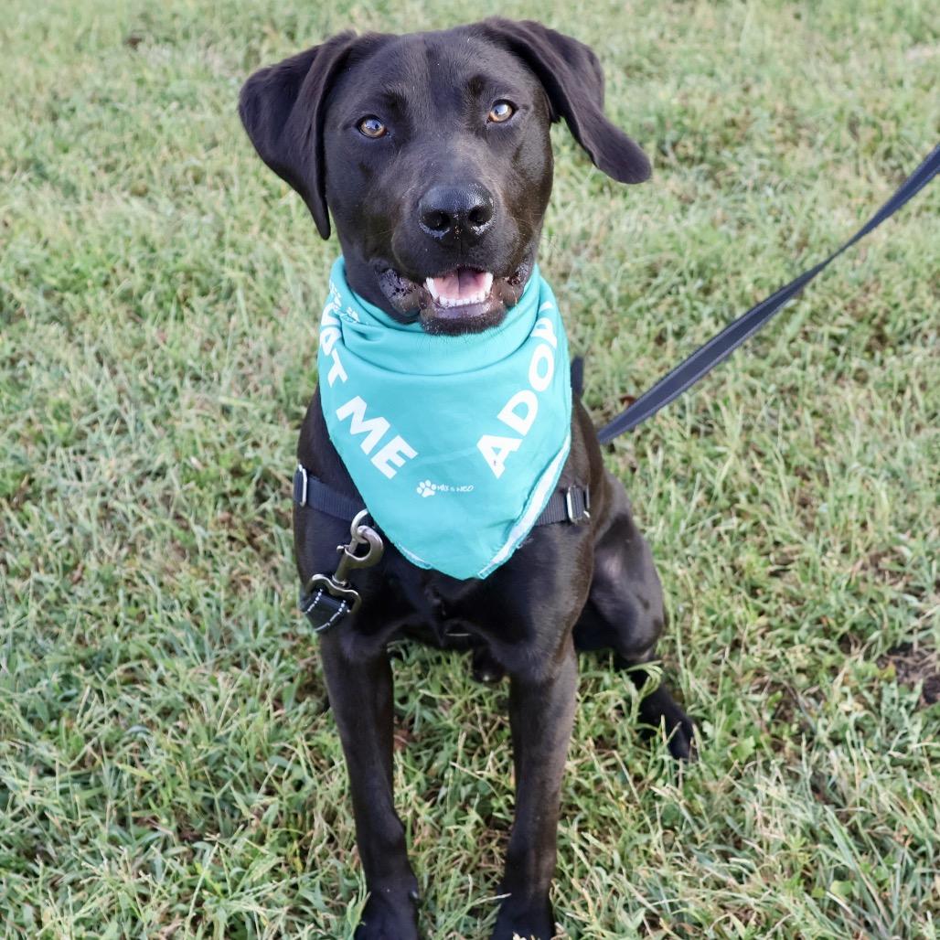 Enlarge Brady P4P, a Adoptable Black Labrador Retriever in St Joseph, MO image 4/6