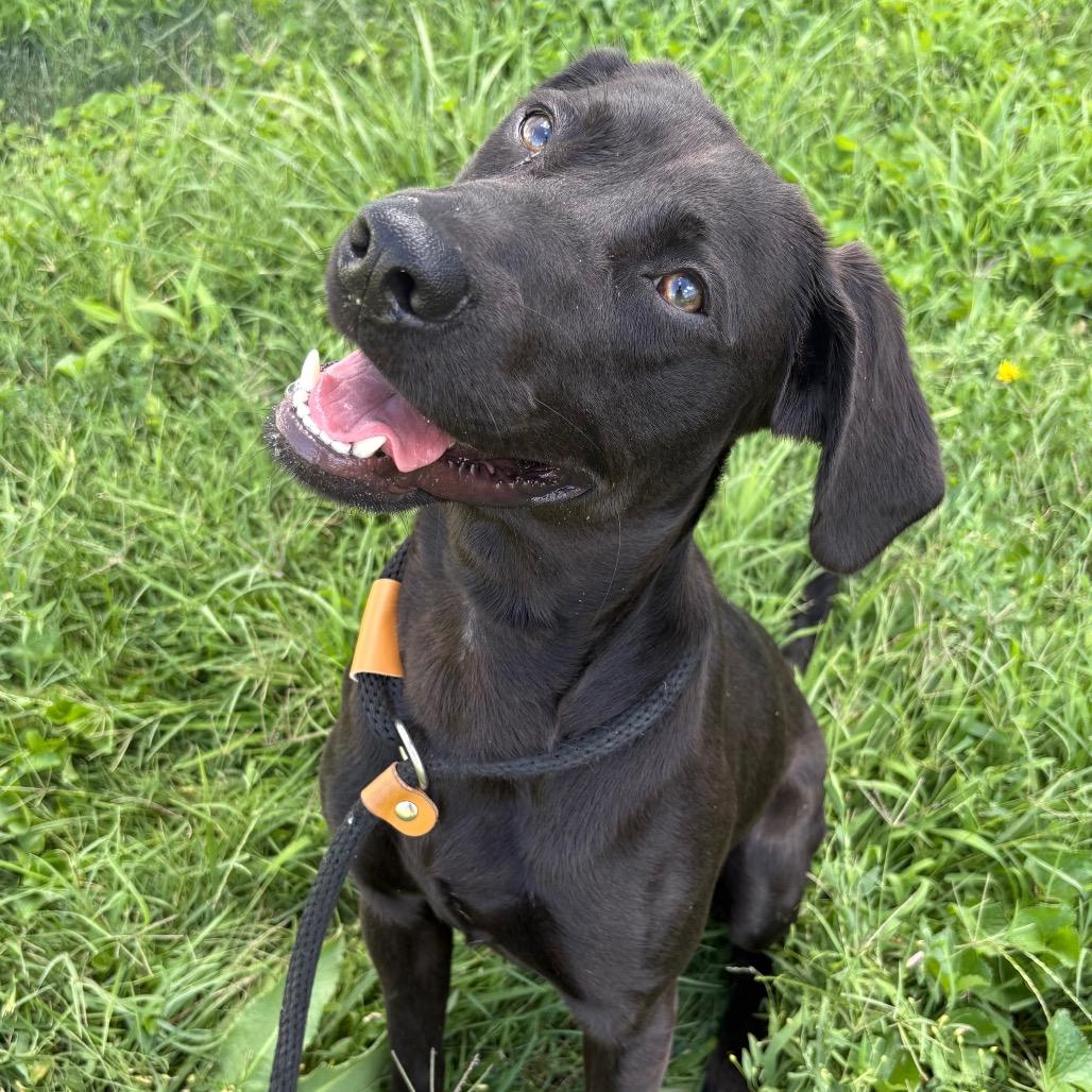 Enlarge Brady P4P, a Adoptable Black Labrador Retriever in St Joseph, MO image 5/6