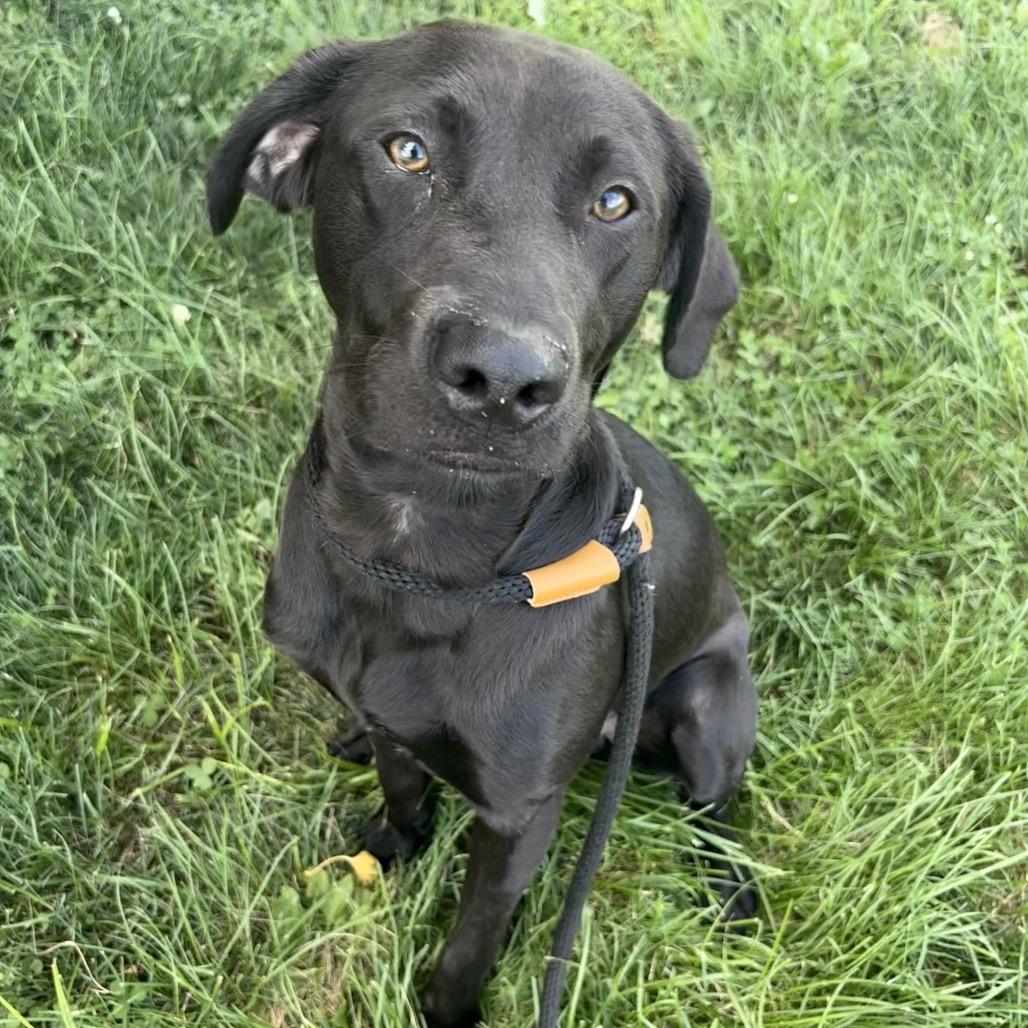 Enlarge Brady P4P, a Adoptable Black Labrador Retriever in St Joseph, MO image 6/6