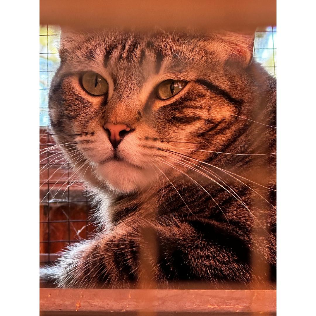 Thelma, a Adoptable mixed breed in Morgan Hill, CA image 2/6