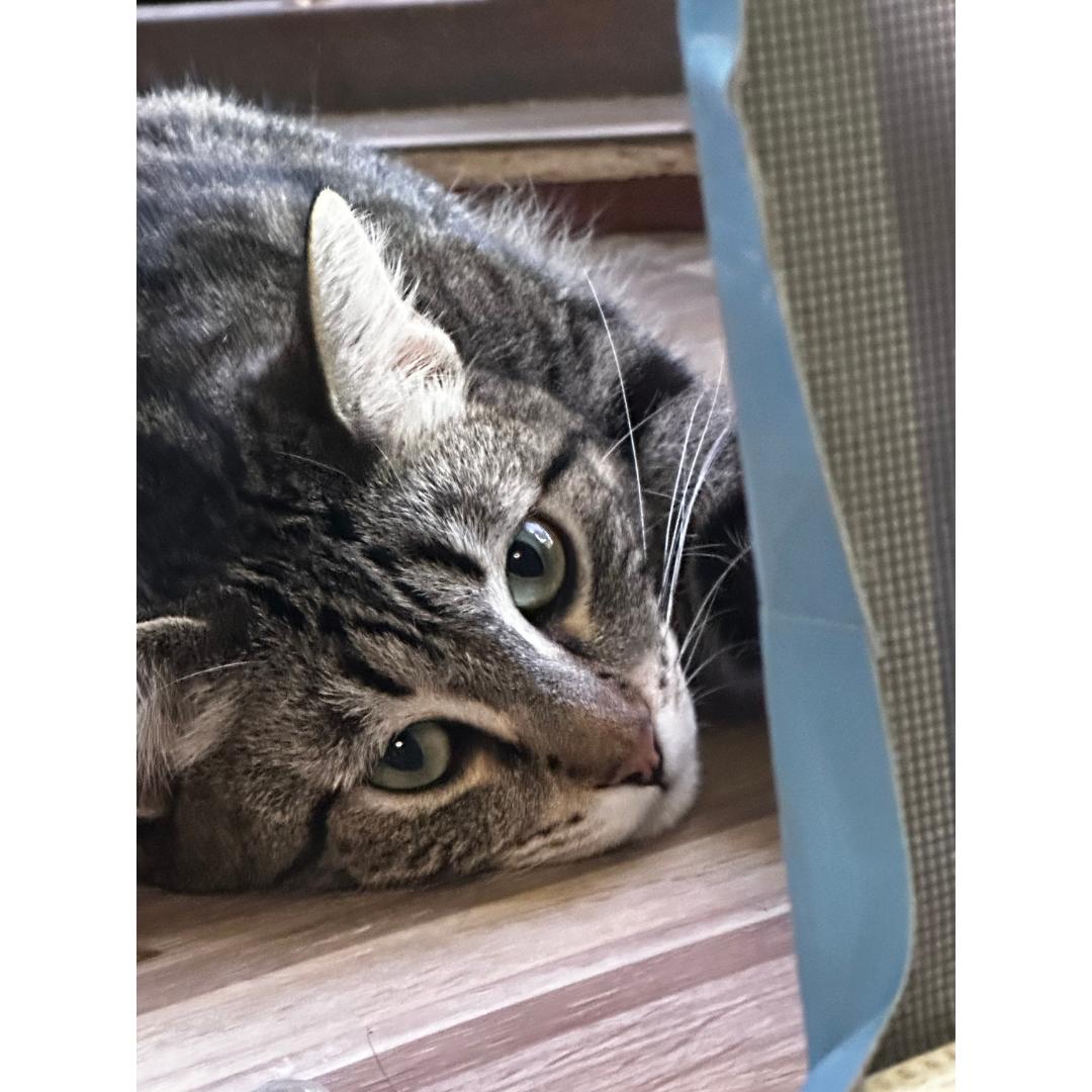 Thelma, Adoptable, Young Female Tabby & Domestic Short Hair.