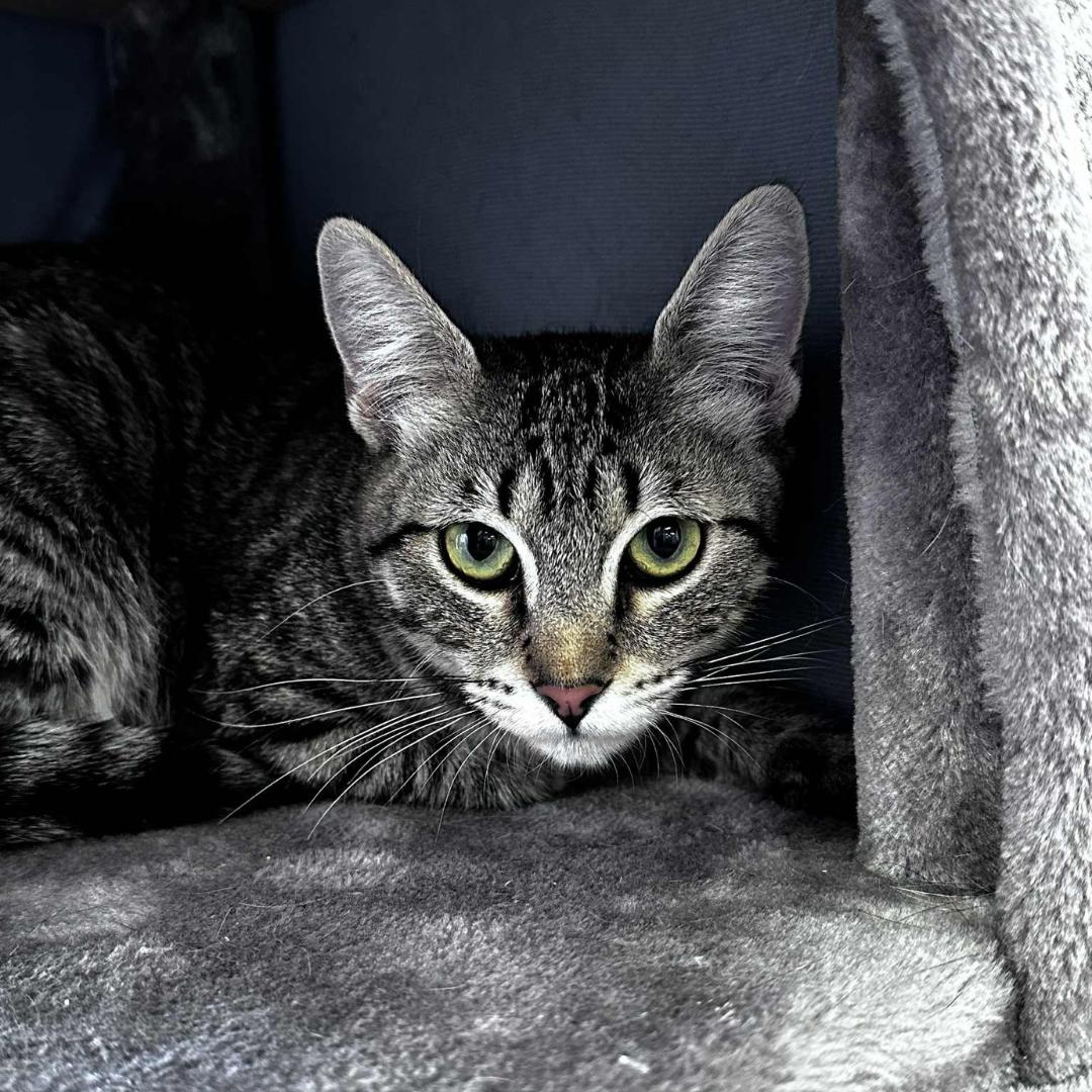 Enlarge Thelma, a Adoptable mixed breed in Morgan Hill, CA image 5/5