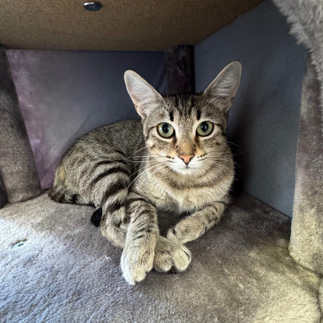Enlarge Thelma, a Adoptable mixed breed in Morgan Hill, CA image 4/5
