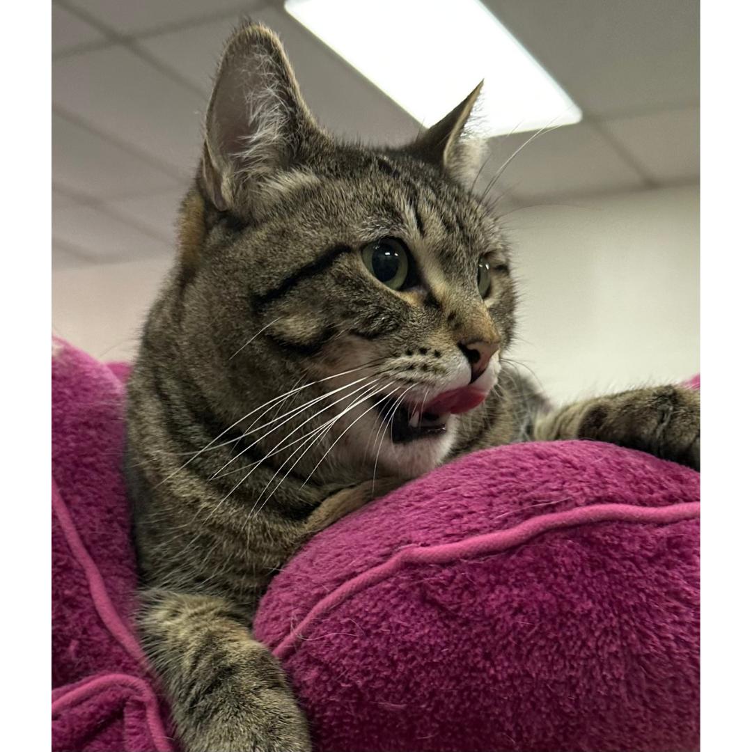 Enlarge Thelma, a Adoptable mixed breed in Morgan Hill, CA image 1/5