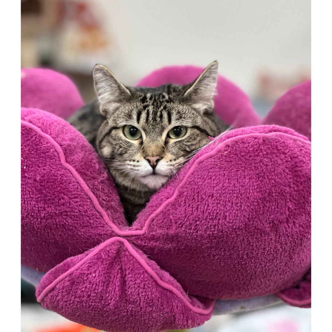Enlarge Thelma, a Adoptable mixed breed in Morgan Hill, CA image 2/5