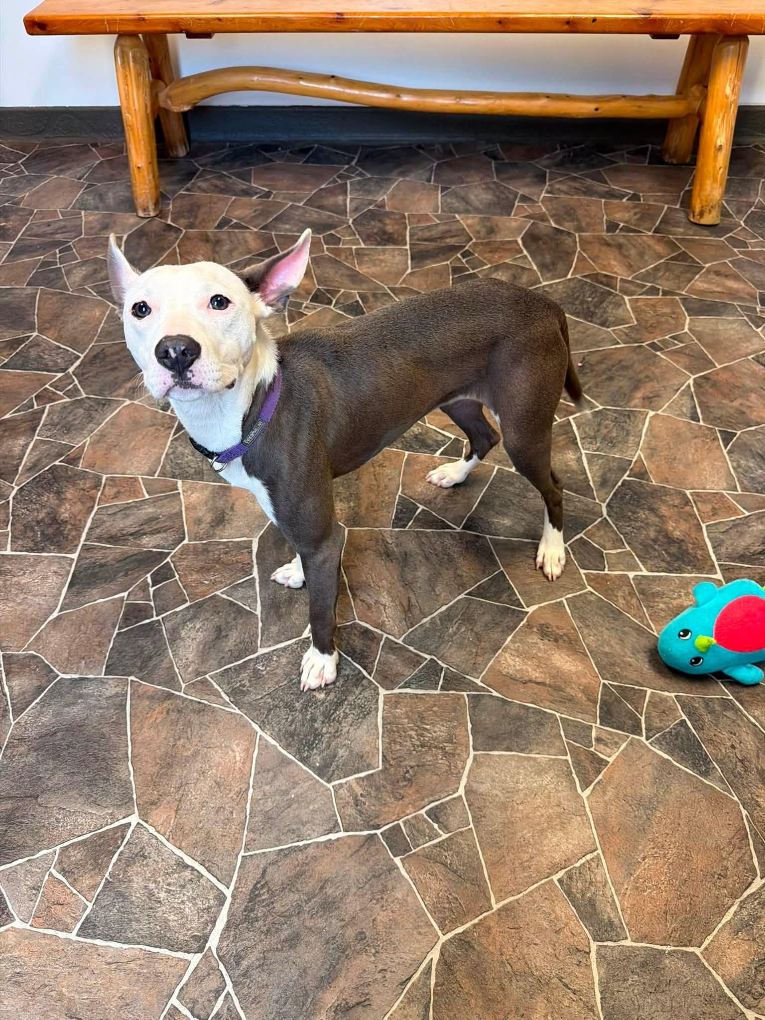Dumpling, a ADOPTABLE mixed breed in Sterling Heights, MI image 5/6