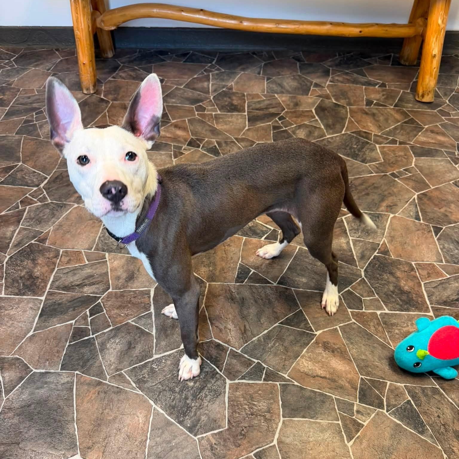 Dumpling, a ADOPTABLE mixed breed in Sterling Heights, MI image 6/6