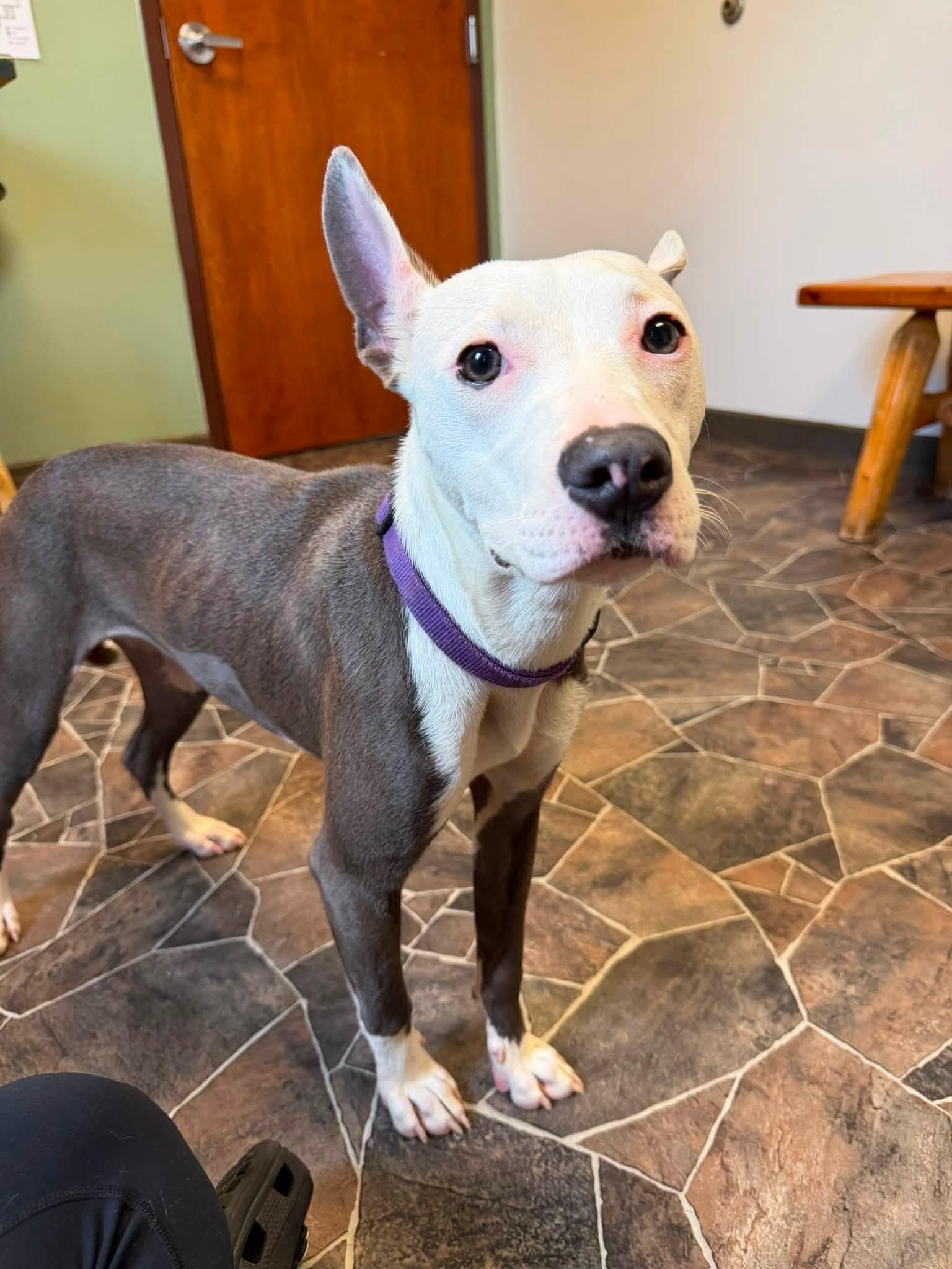 Dumpling, a ADOPTABLE mixed breed in Sterling Heights, MI image 3/6