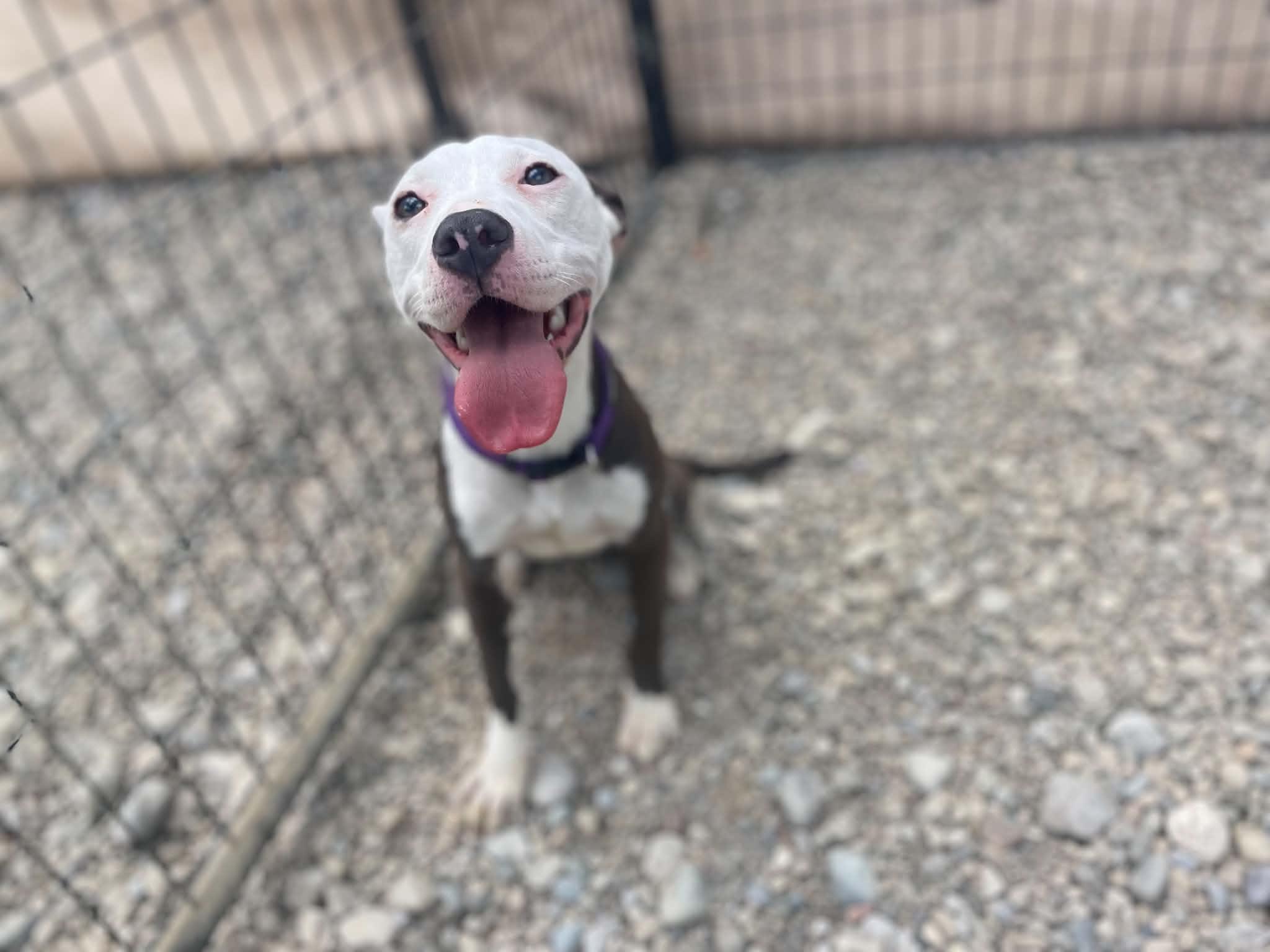 Dumpling, a ADOPTABLE mixed breed in Sterling Heights, MI image 4/6