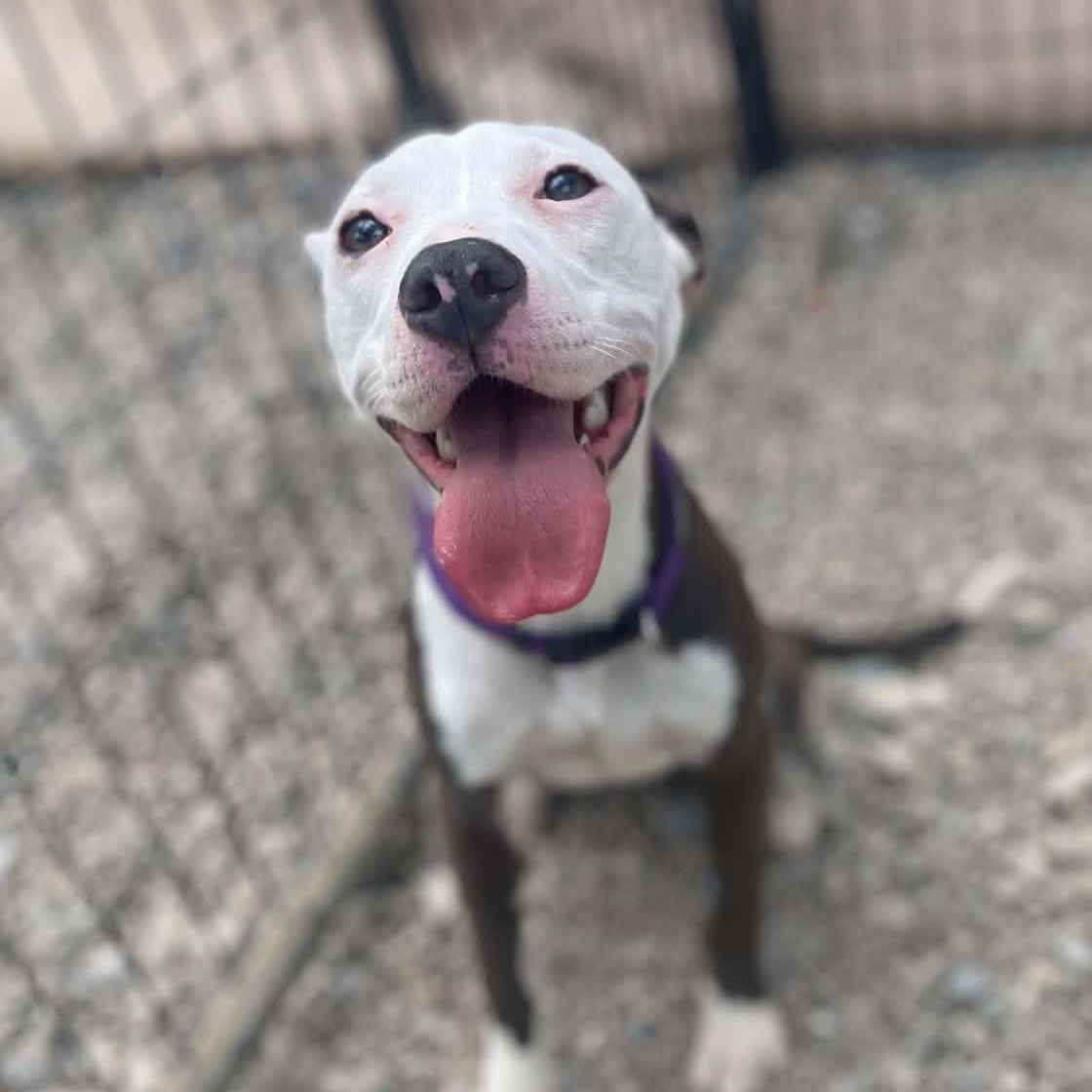 Dumpling, a ADOPTABLE mixed breed in Sterling Heights, MI image 1/6