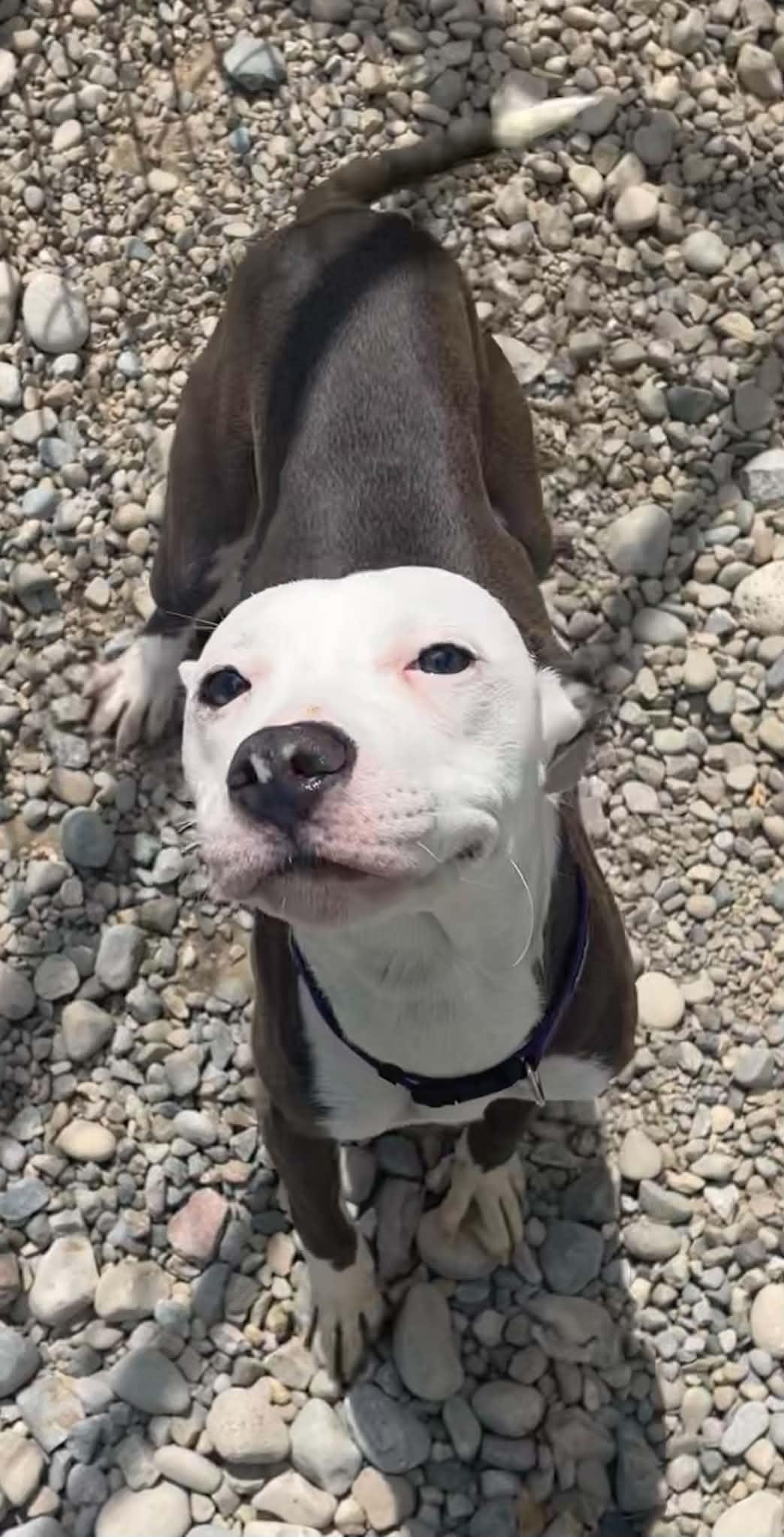 Dumpling, a ADOPTABLE mixed breed in Sterling Heights, MI image 2/6