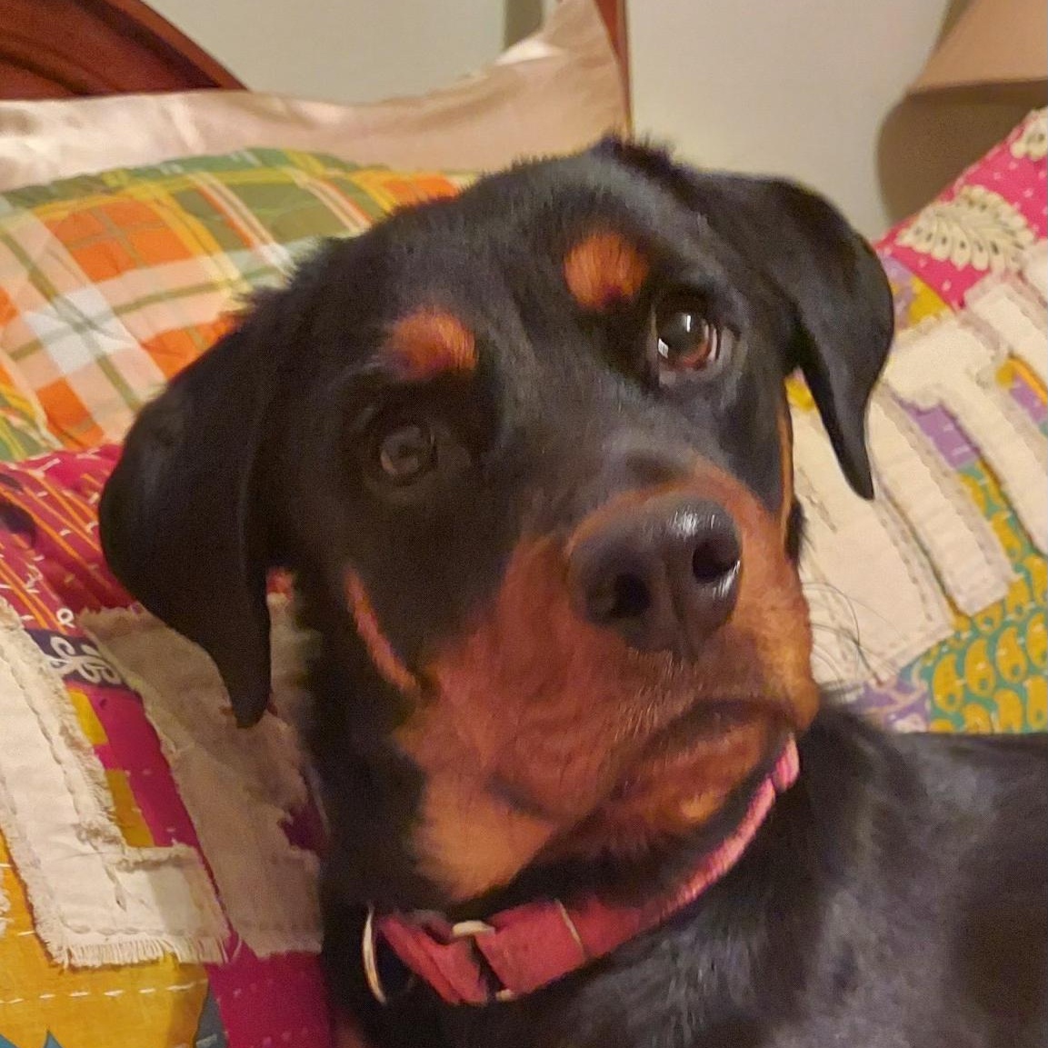 Sloan, a ADOPTABLE Rottweiler in Polk, OH image 1/2