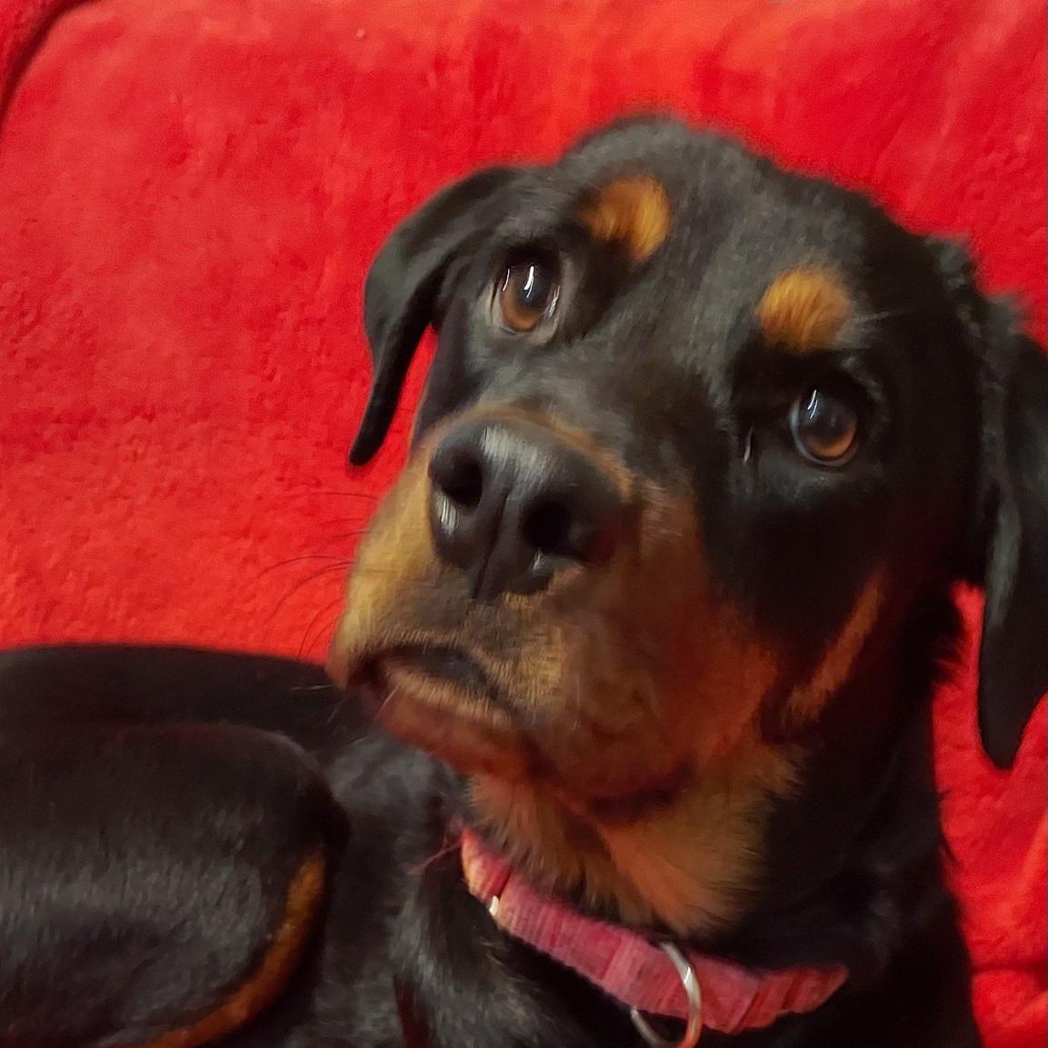 Sloan, a ADOPTABLE Rottweiler in Polk, OH image 2/2