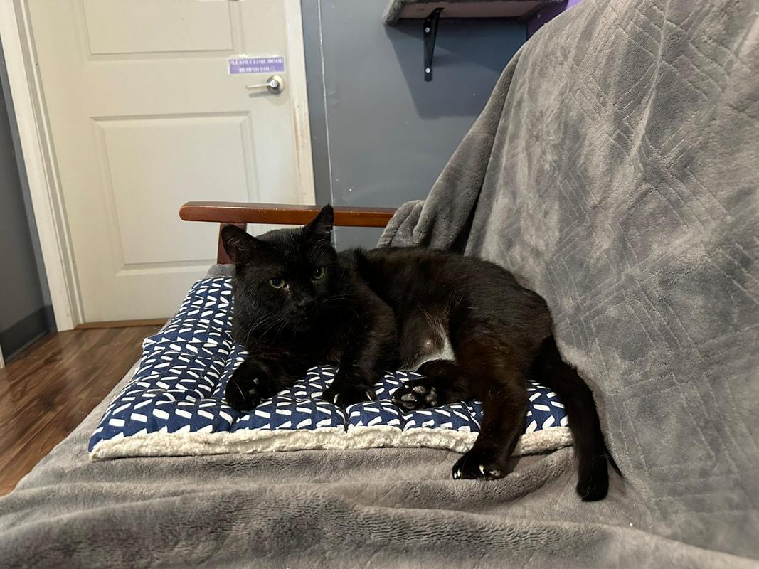 Barnaby, a Adoptable Domestic Short Hair in Kalamazoo, MI image 6/6