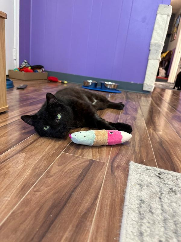 Barnaby, a Adoptable Domestic Short Hair in Kalamazoo, MI image 2/6