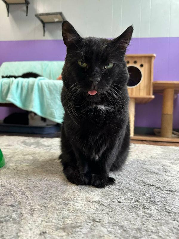 Barnaby, a Adoptable Domestic Short Hair in Kalamazoo, MI image 5/6