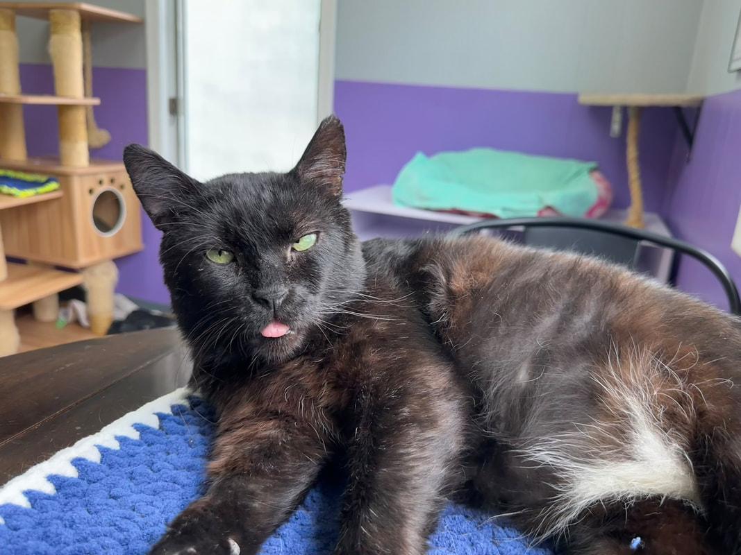 Barnaby, a Adoptable Domestic Short Hair in Kalamazoo, MI image 3/6