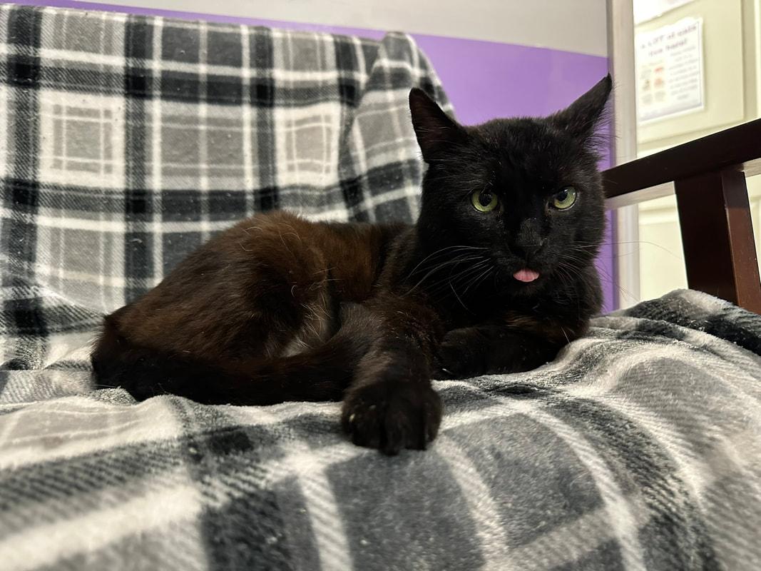 Barnaby, Adoptable, Senior Male Domestic Short Hair.