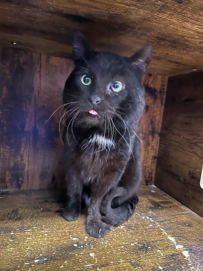 Barnaby, a Adoptable Domestic Short Hair in Kalamazoo, MI image 4/6
