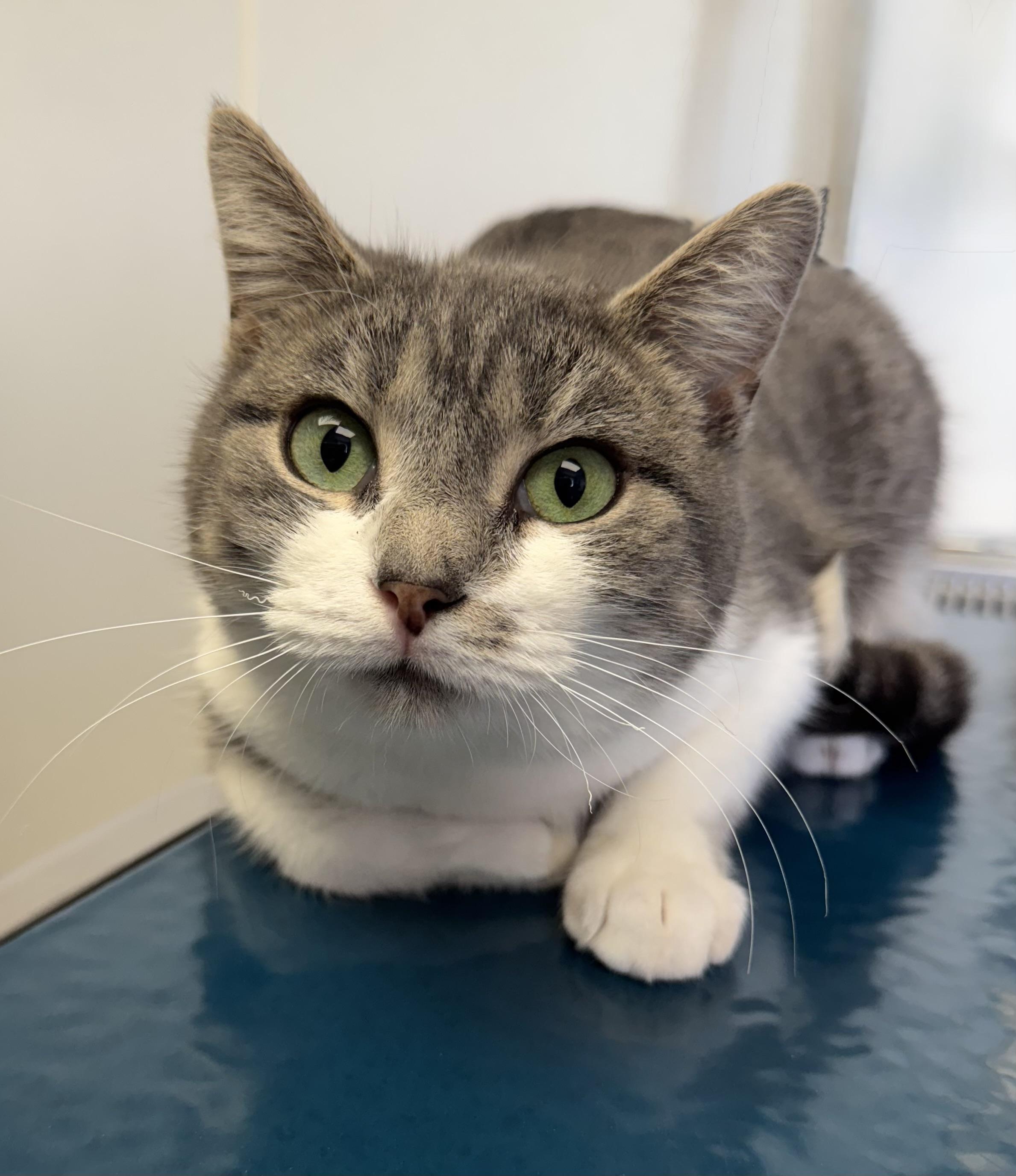 Enlarge Penelope, a ADOPTABLE Domestic Short Hair in Binghamton, NY image 1/1