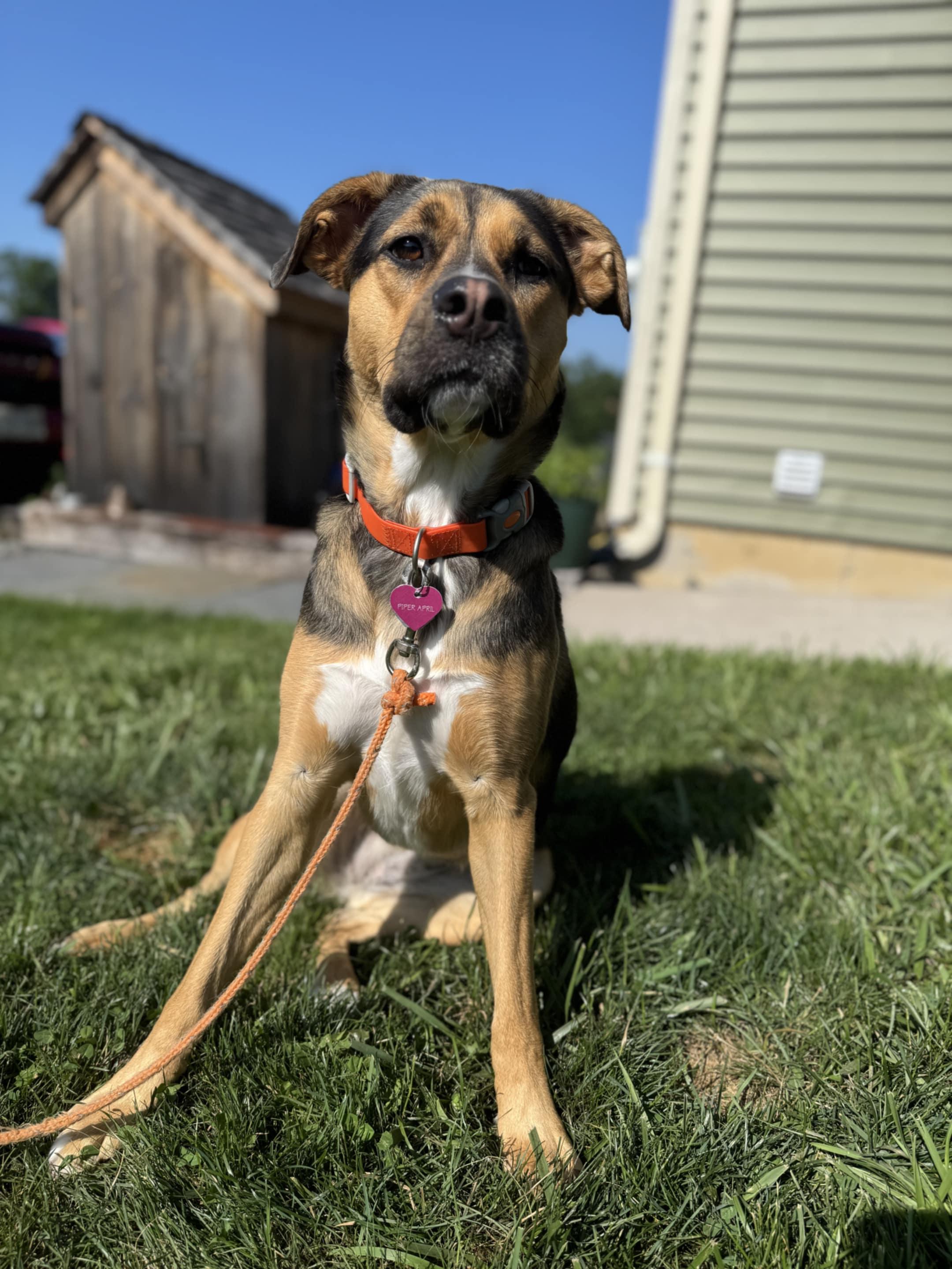 Piper, Adoptable, Young Female Australian Cattle Dog / Blue Heeler & Labrador Retriever.