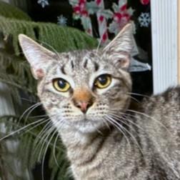 ROCKIN' ROCKFORD, a Adoptable mixed breed in Danbury, CT image 1/6