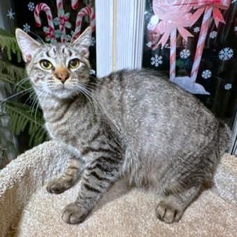 ROCKIN' ROCKFORD, a Adoptable mixed breed in Danbury, CT image 6/6