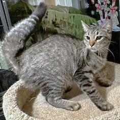 ROCKIN' ROCKFORD, a Adoptable mixed breed in Danbury, CT image 3/6