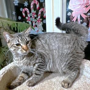 ROCKIN' ROCKFORD, a Adoptable mixed breed in Danbury, CT image 2/6