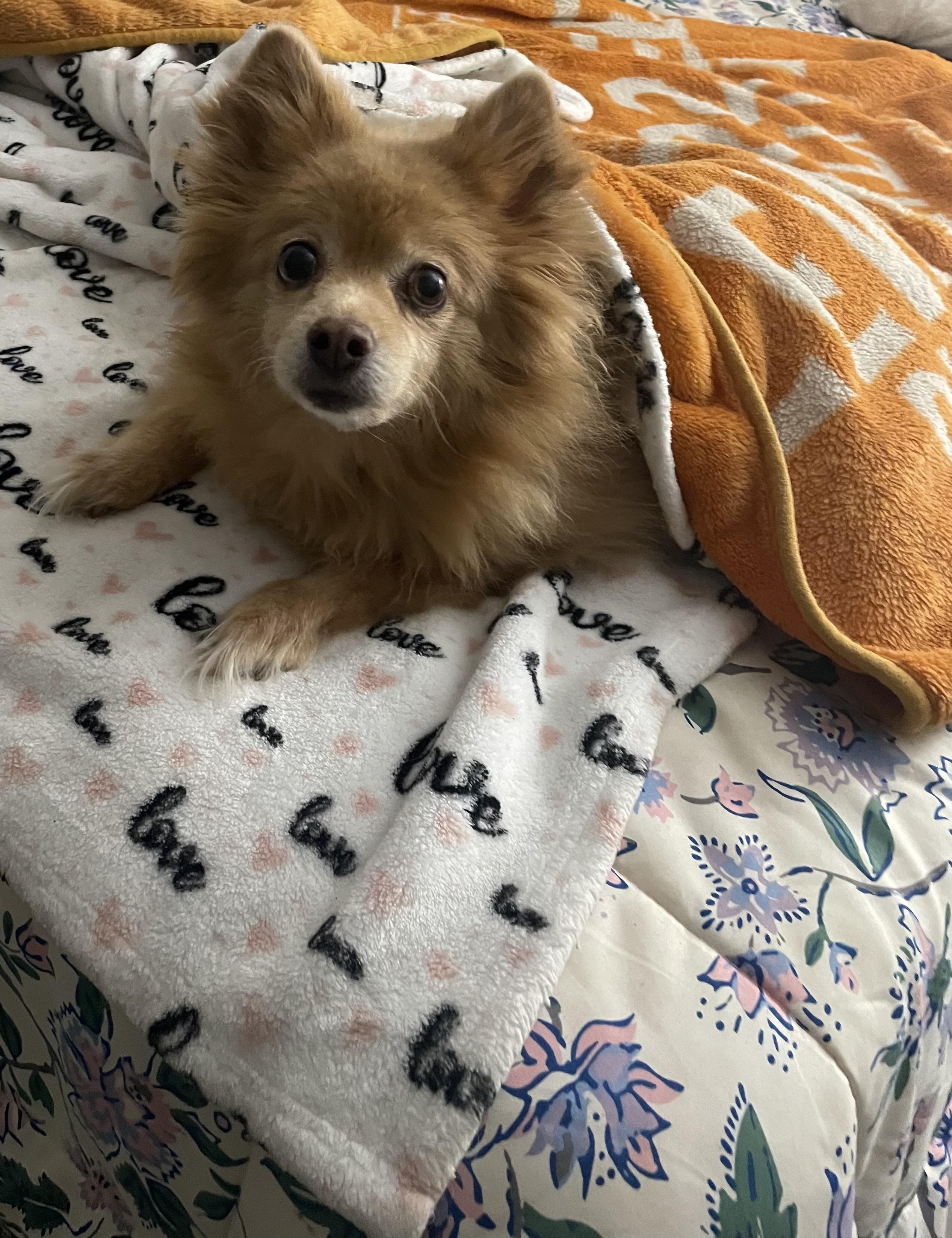 Enlarge Rose, a ADOPTABLE Pomeranian in Memphis, TN image 1/2