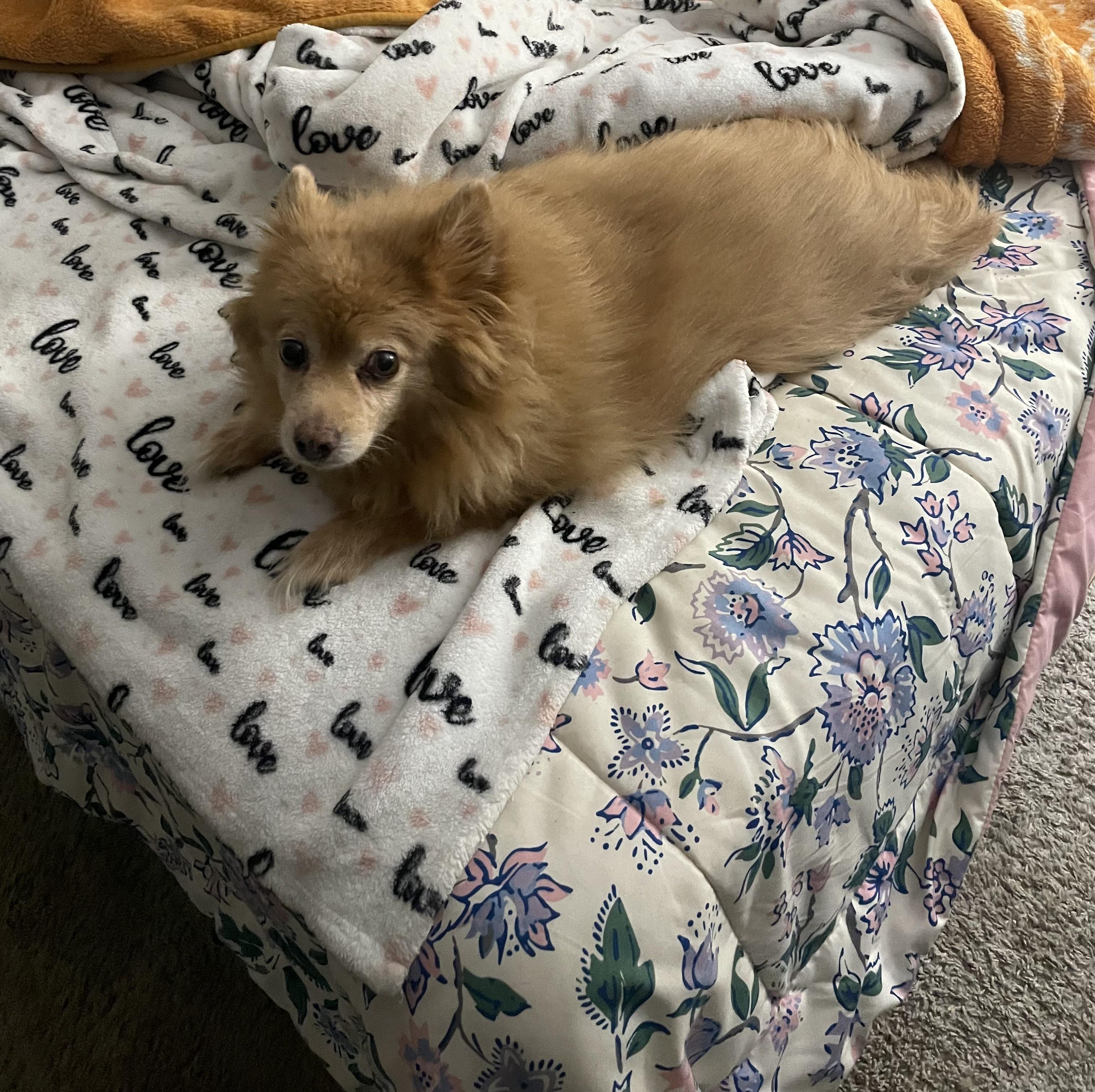 Enlarge Rose, a ADOPTABLE Pomeranian in Memphis, TN image 2/2