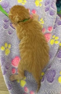 Enlarge Arrow, a Adoptable mixed breed in Lawrenceville, GA image 2/2