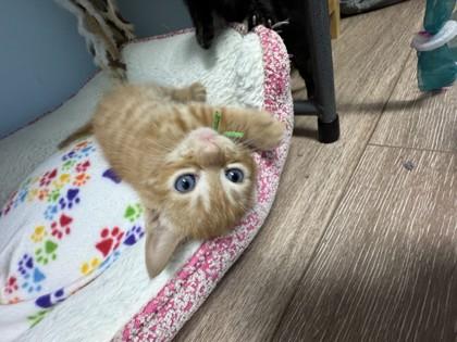 Arrow, Adoptable, Kitten Male Domestic Short Hair & Domestic Short Hair.