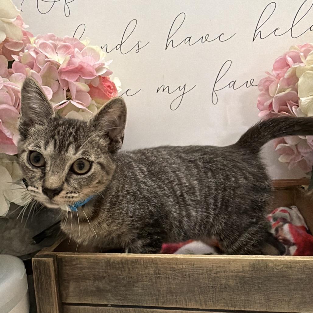 Dime, Adoptable, Kitten Male Domestic Medium Hair.