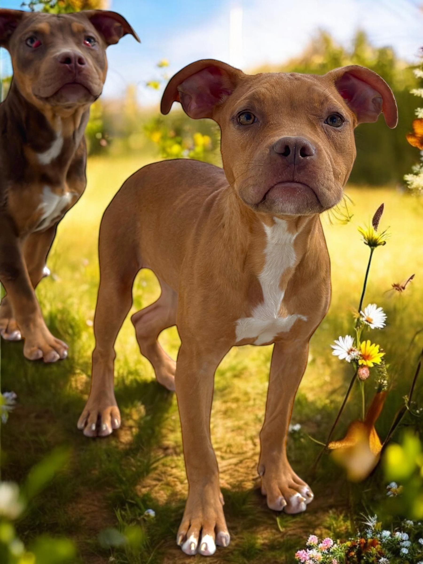 Oatmeal, an adoptable Bulldog Mix in Troy, AL_image-1