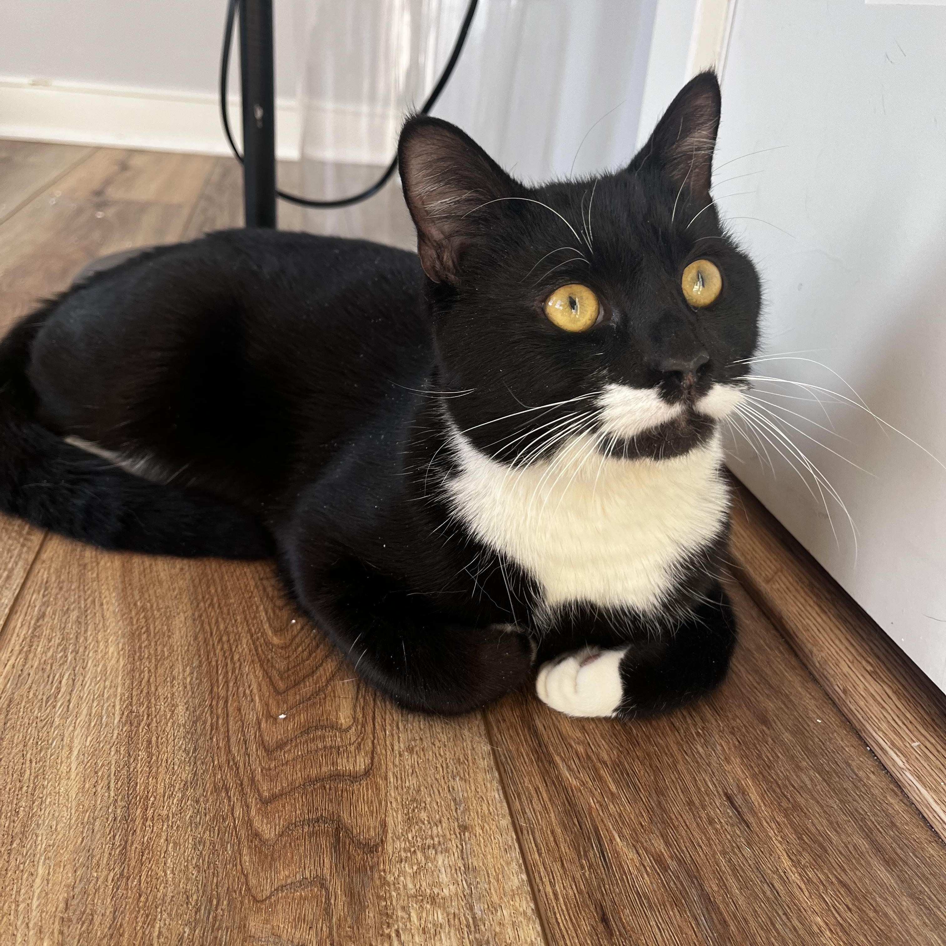 Enlarge Oreo, an adopted Domestic Short Hair in Bethesda , MD image 4/5