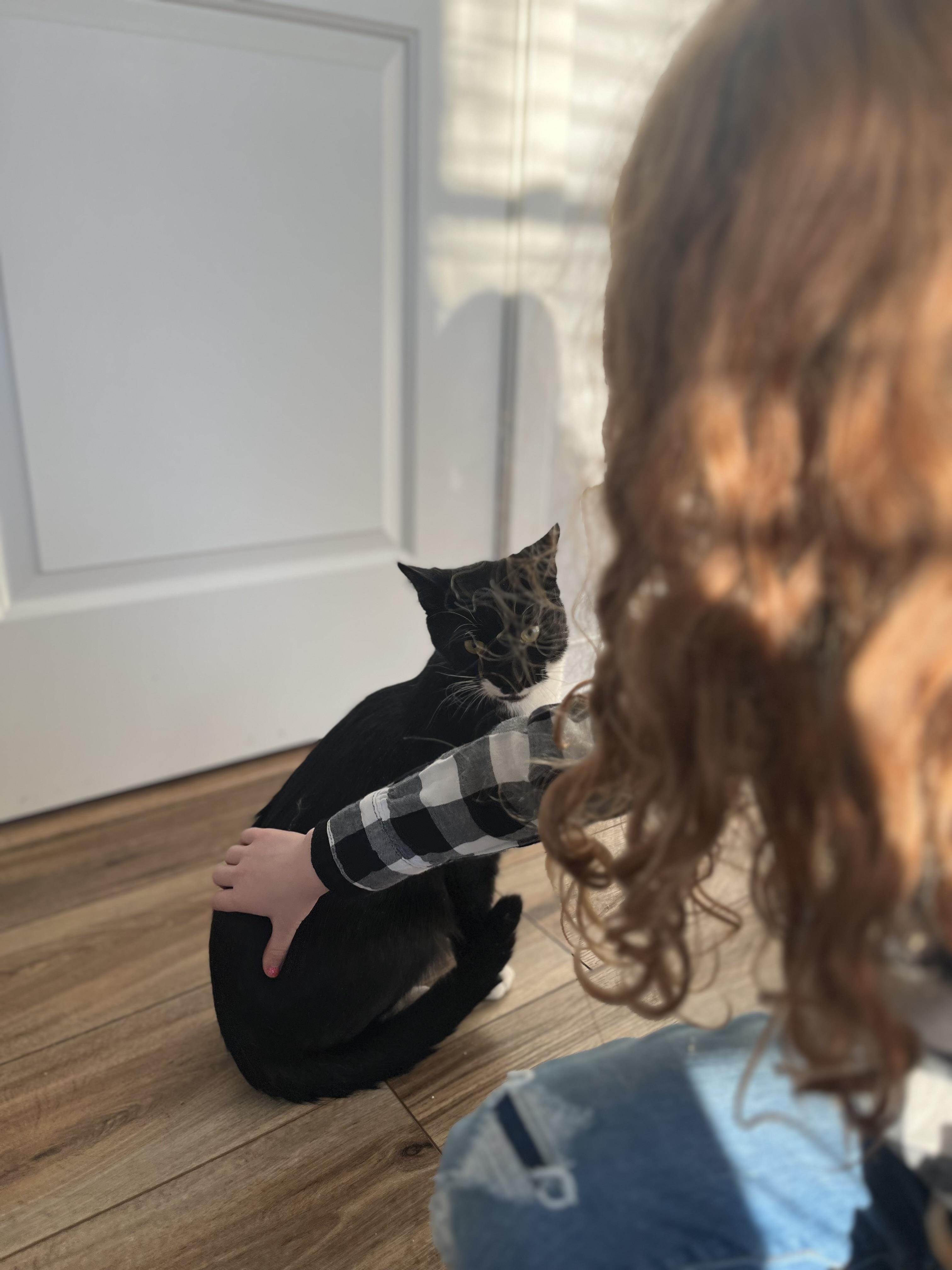 Enlarge Oreo, an adopted Domestic Short Hair in Bethesda , MD image 3/5