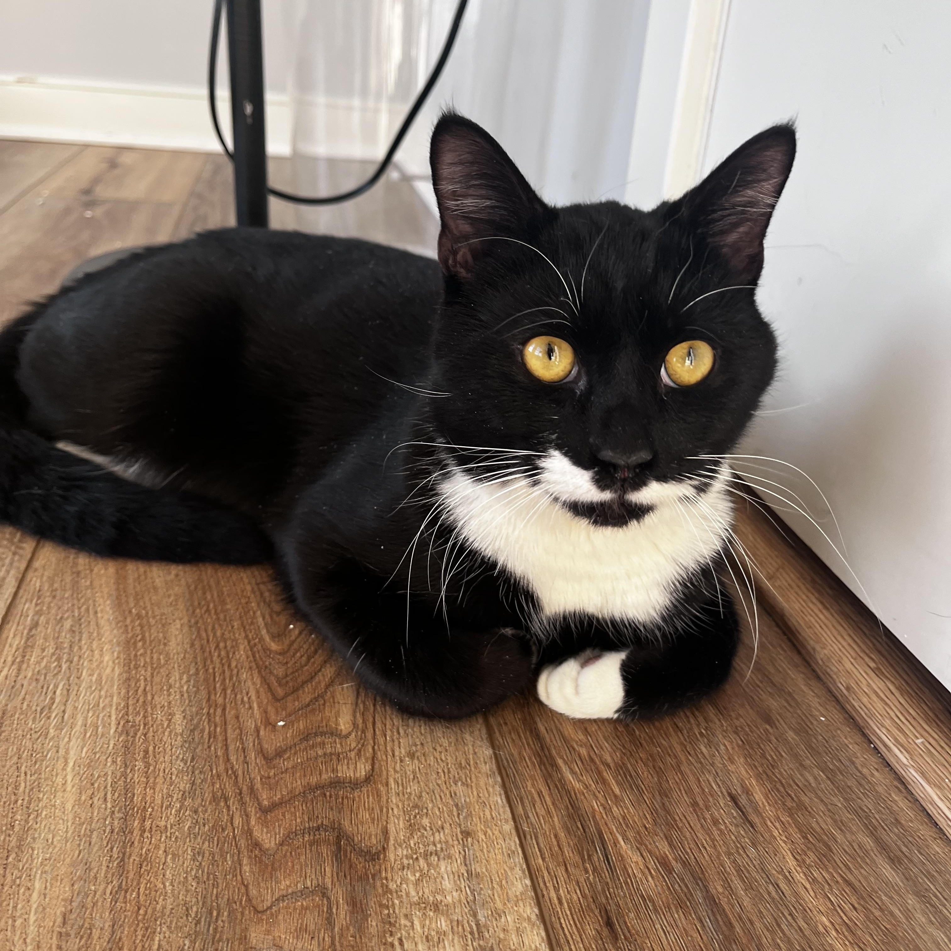 Oreo, ADOPTABLE, Young Male Domestic Short Hair.