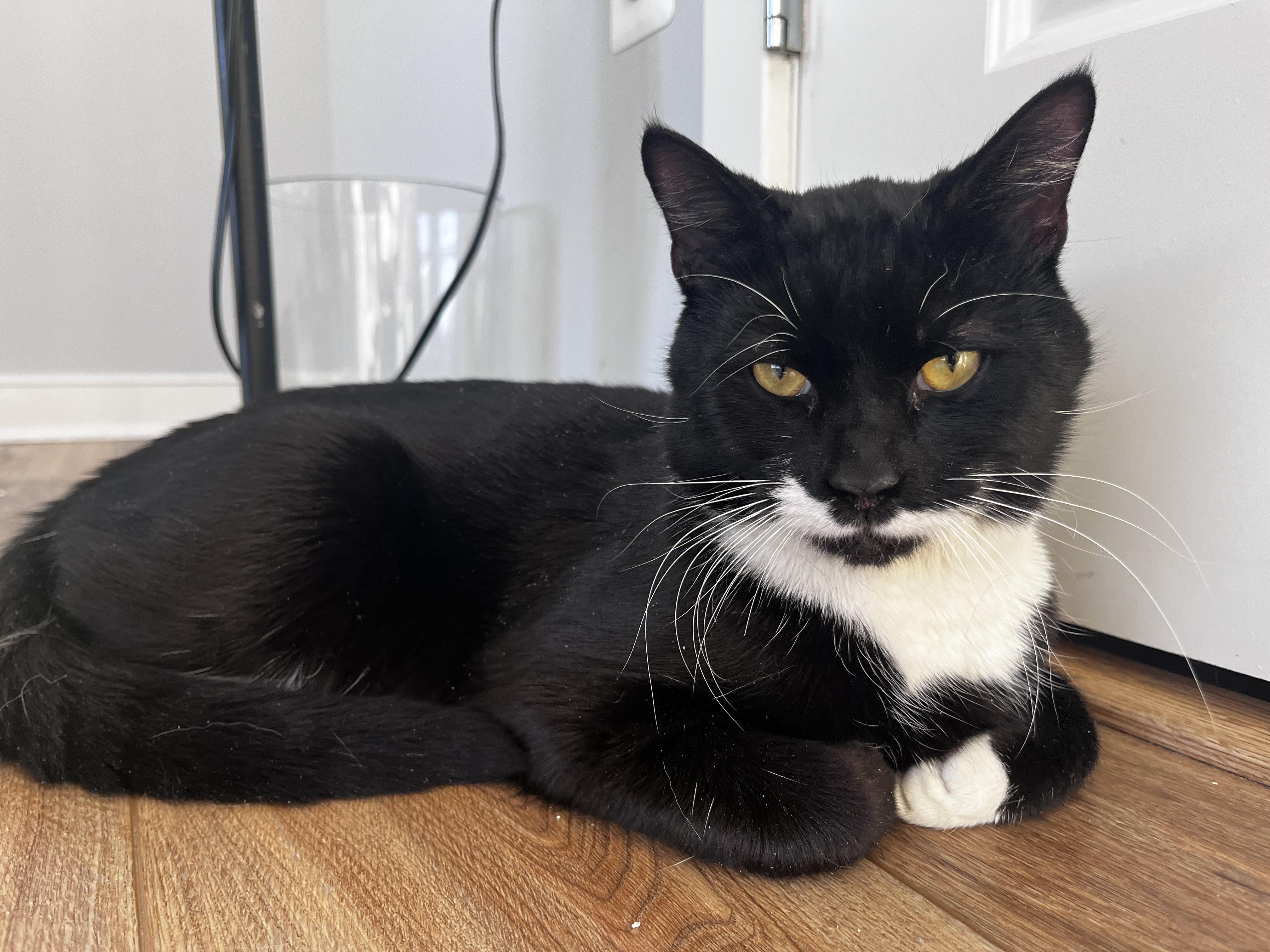 Enlarge Oreo, an adopted Domestic Short Hair in Bethesda , MD image 5/5