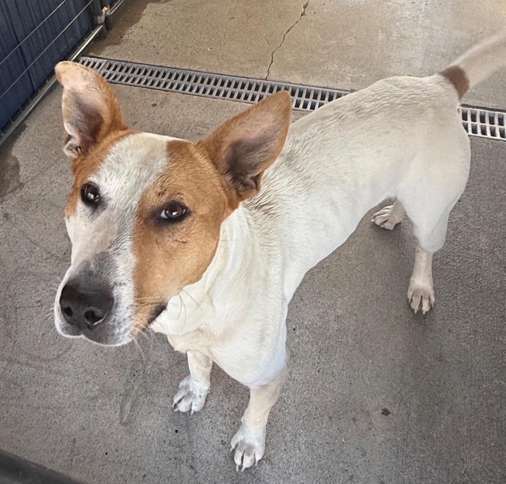Cider, Adoptable, Young Male Jack Russell Terrier & Mixed Breed.