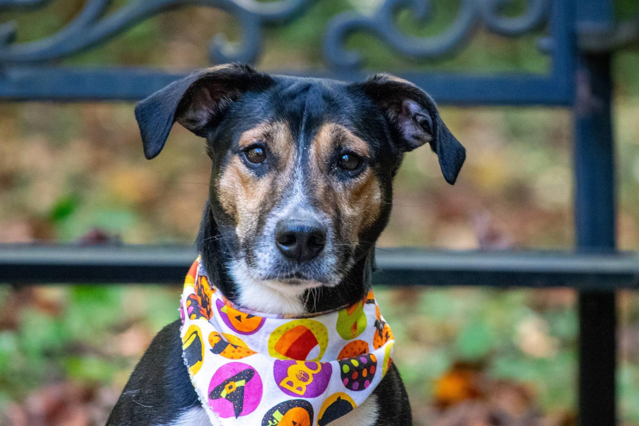 Enlarge Huckleberry, a Adoptable mixed breed in Sevierville, TN image 2/4