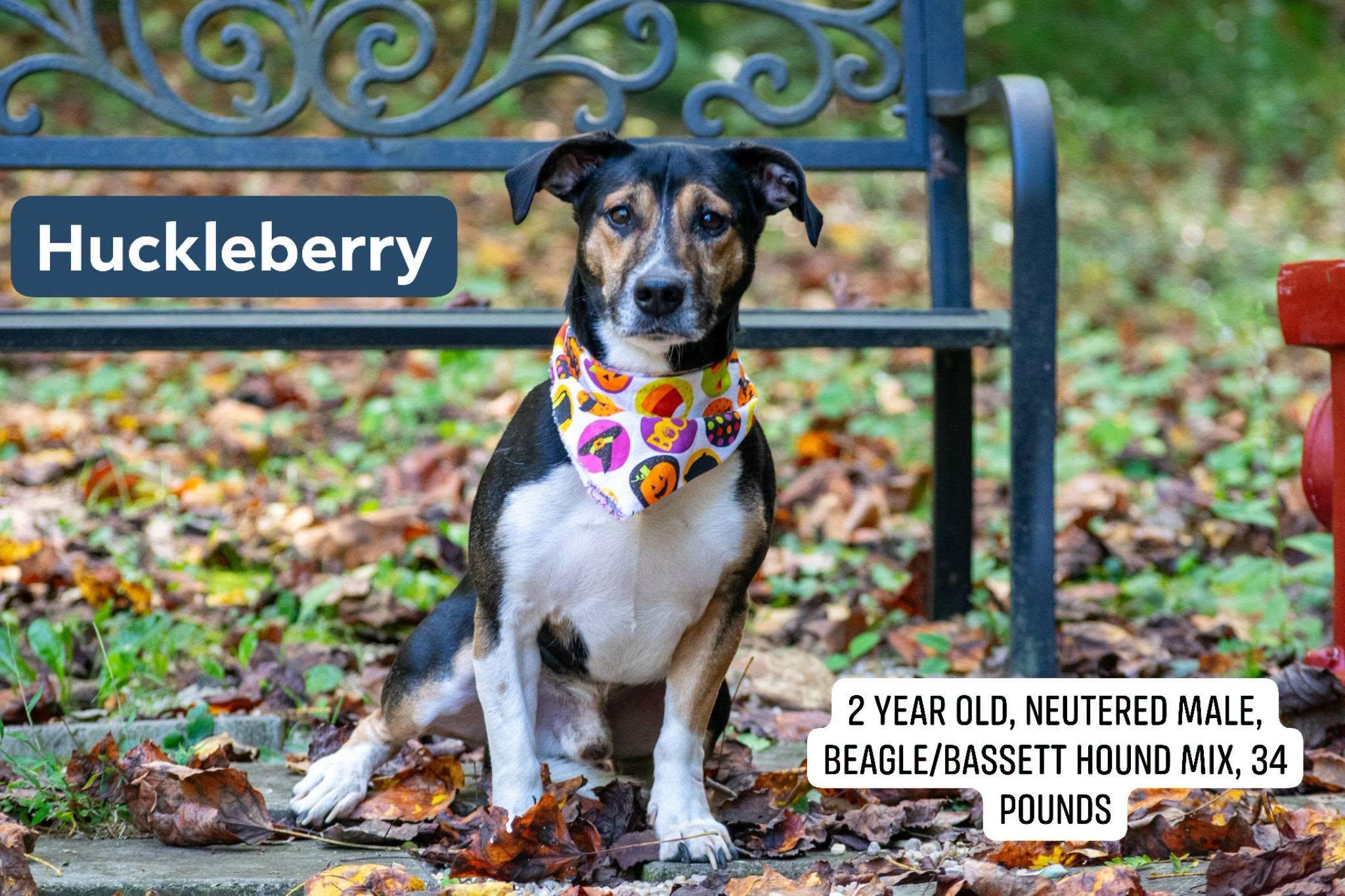 Huckleberry, Adoptable, Adult Male Beagle & Basset Hound.