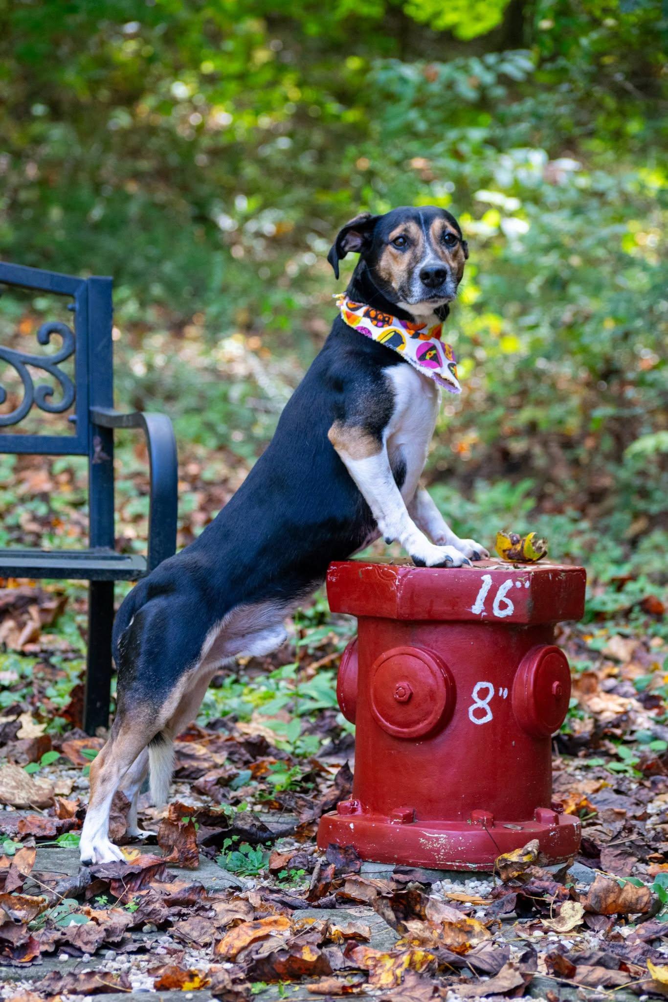 Enlarge Huckleberry, a Adoptable mixed breed in Sevierville, TN image 4/4