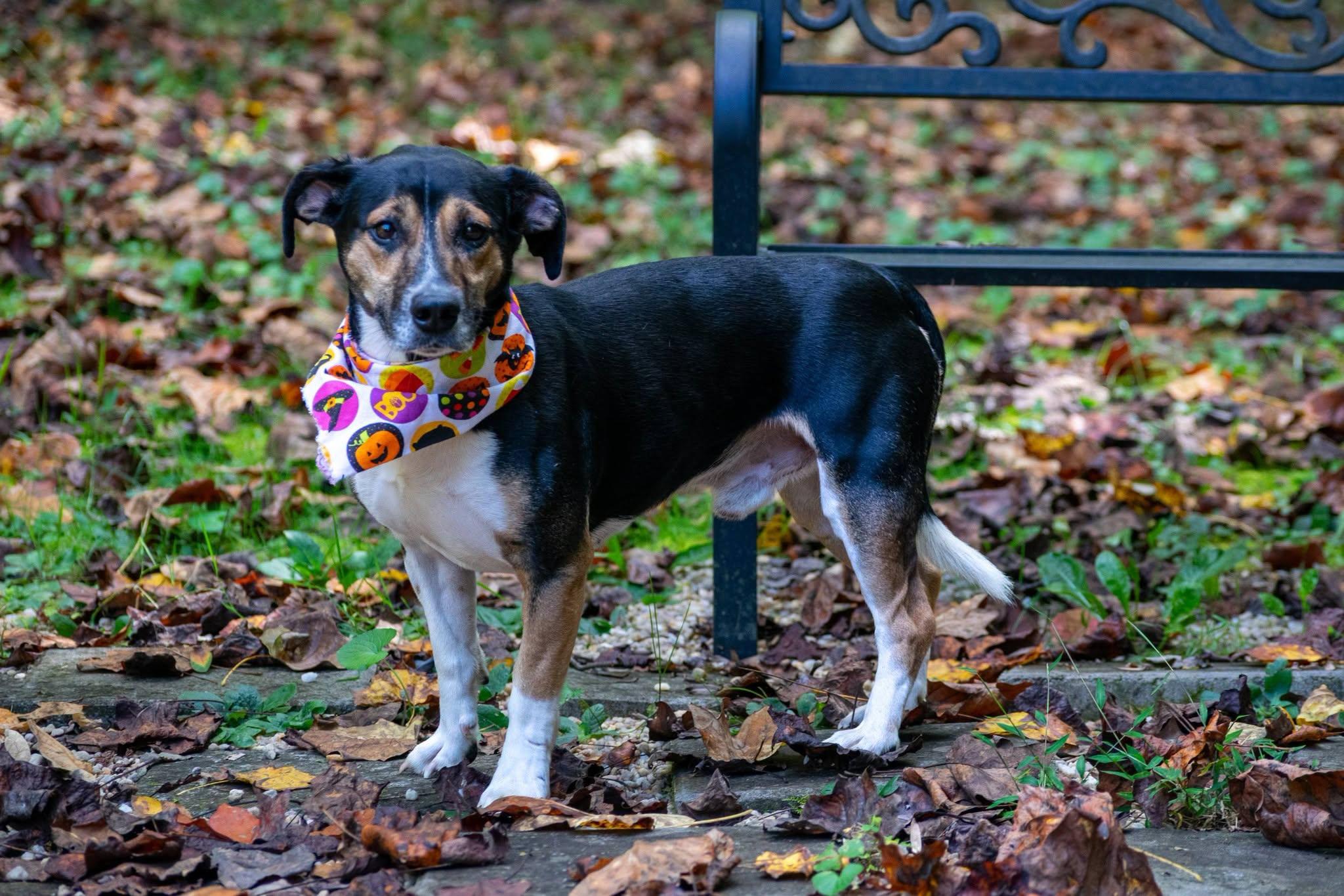 Enlarge Huckleberry, a Adoptable mixed breed in Sevierville, TN image 3/4
